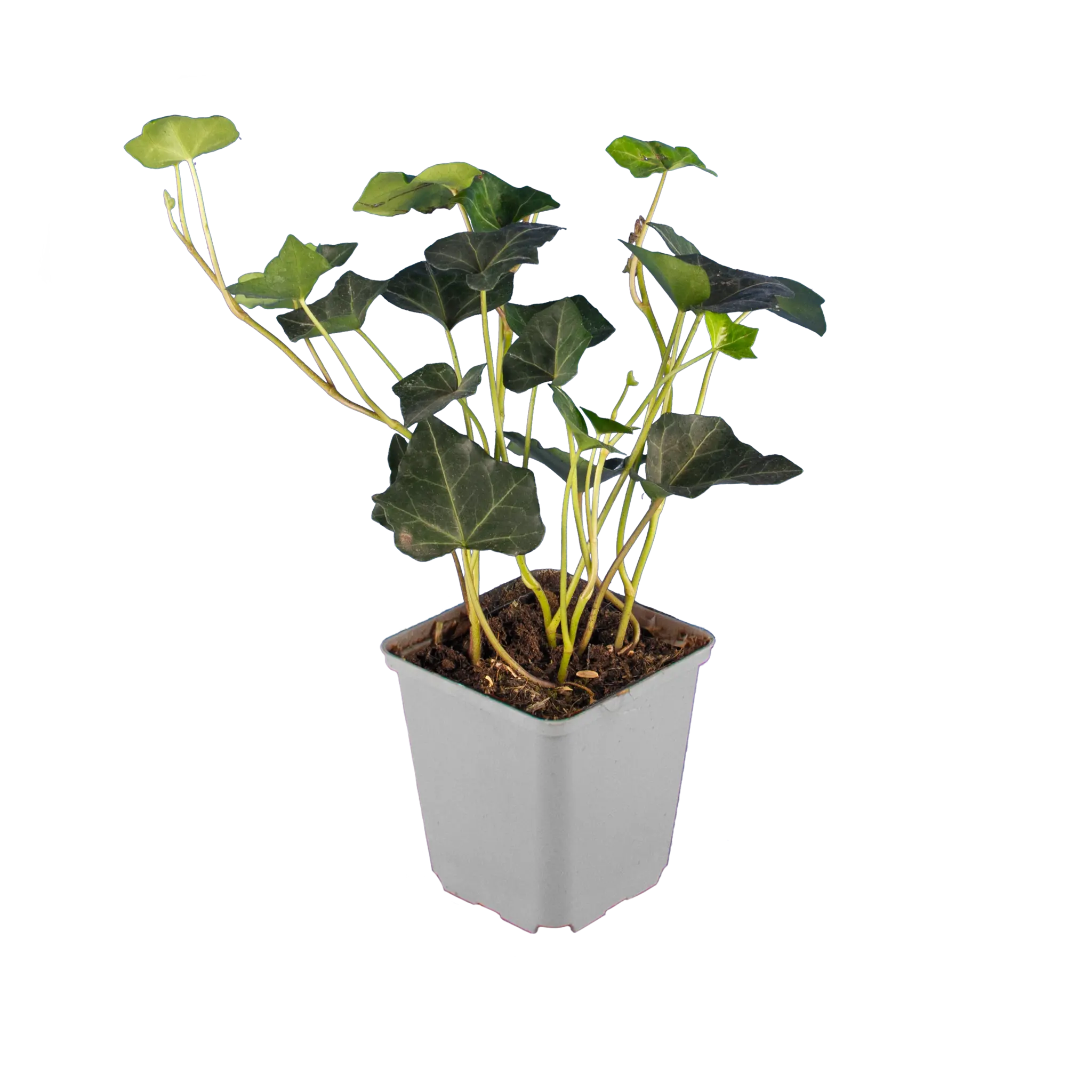 Großblättriger Efeu