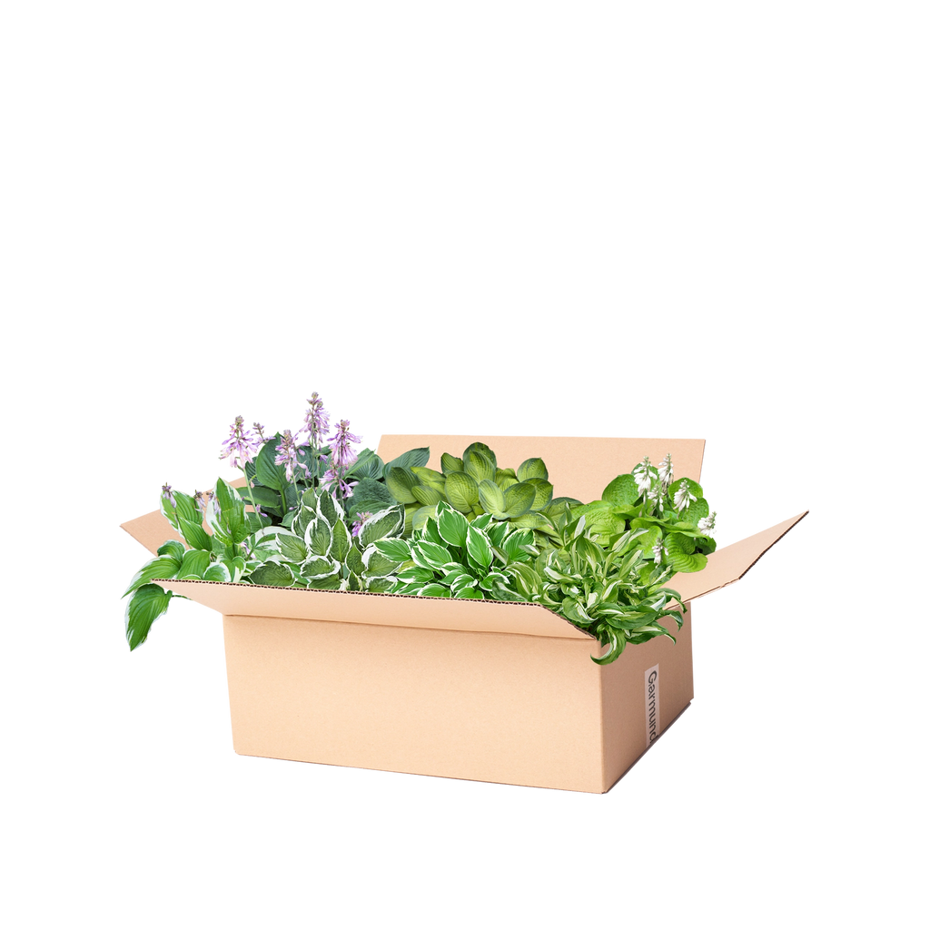 Staudenbeet Paket Funkie / Hosta | 20 Stauden (3m²)