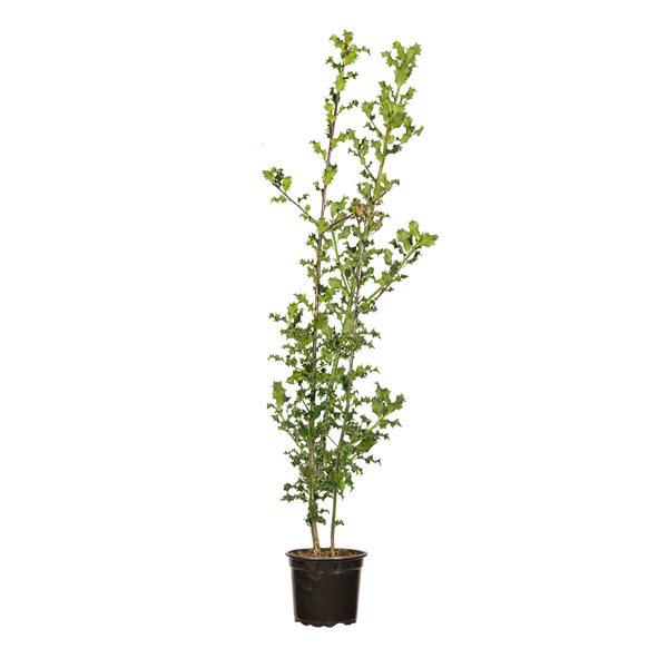 Europäische Stechpalme (Ilex aquifolium) | 100-125 cm mit Wurzelballen