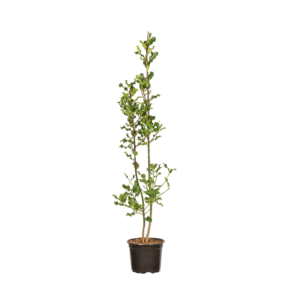 Europäische Stechpalme (Ilex aquifolium) | 60-80 cm mit Wurzelballen