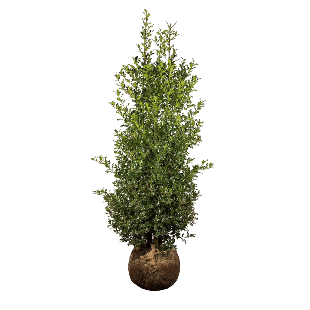 Europäische Stechpalme (Ilex aquifolium) | 175-200 cm mit Wurzelballen