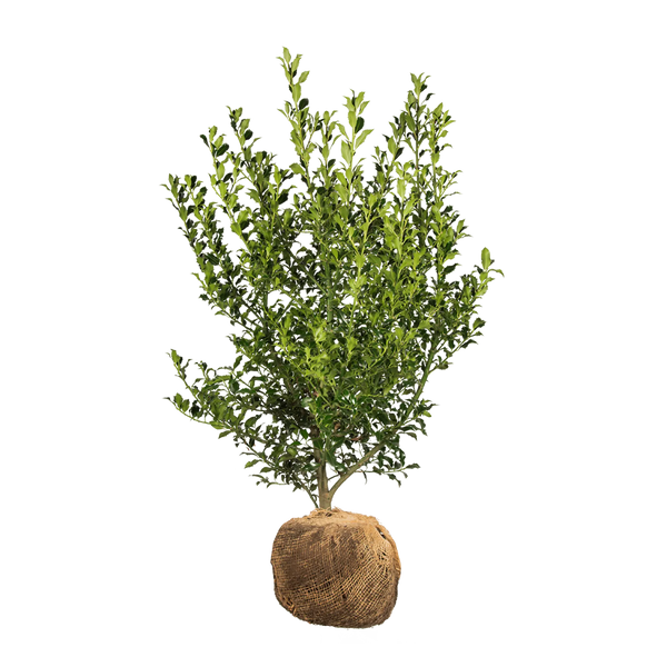 Europäische Stechpalme (Ilex aquifolium) | 80-100 cm mit Wurzelballen
