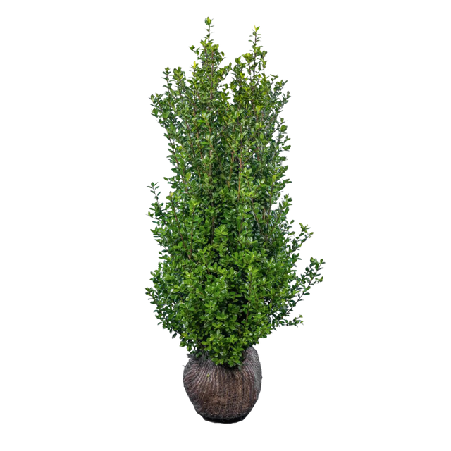 Japanische Stechpalme Caroline Upright