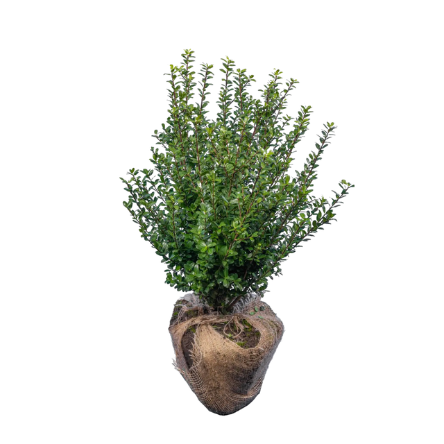 Japanische Stechpalme Caroline Upright