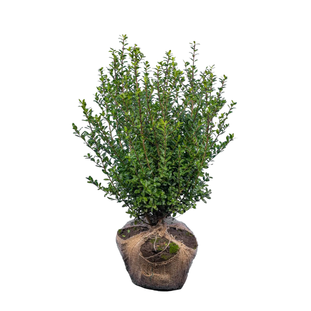 Japanische Stechpalme Caroline Upright