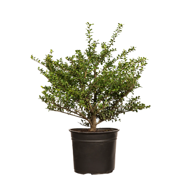 Japanische Stechpalme Convexa 