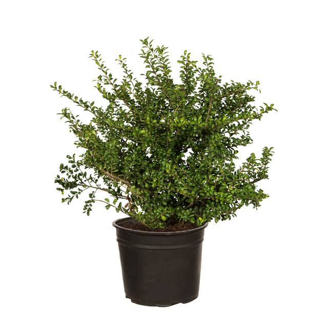 Japanische Stechpalme Convexa 