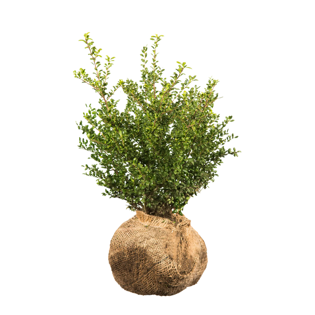 Japanische Stechpalme Convexa