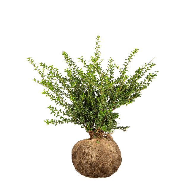 Japanische Stechpalme Convexa