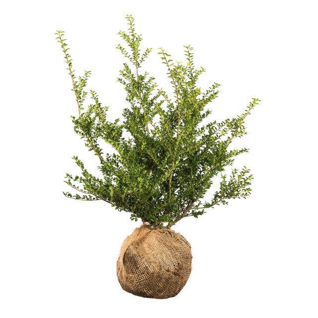 Japanische Stechpalme Convexa