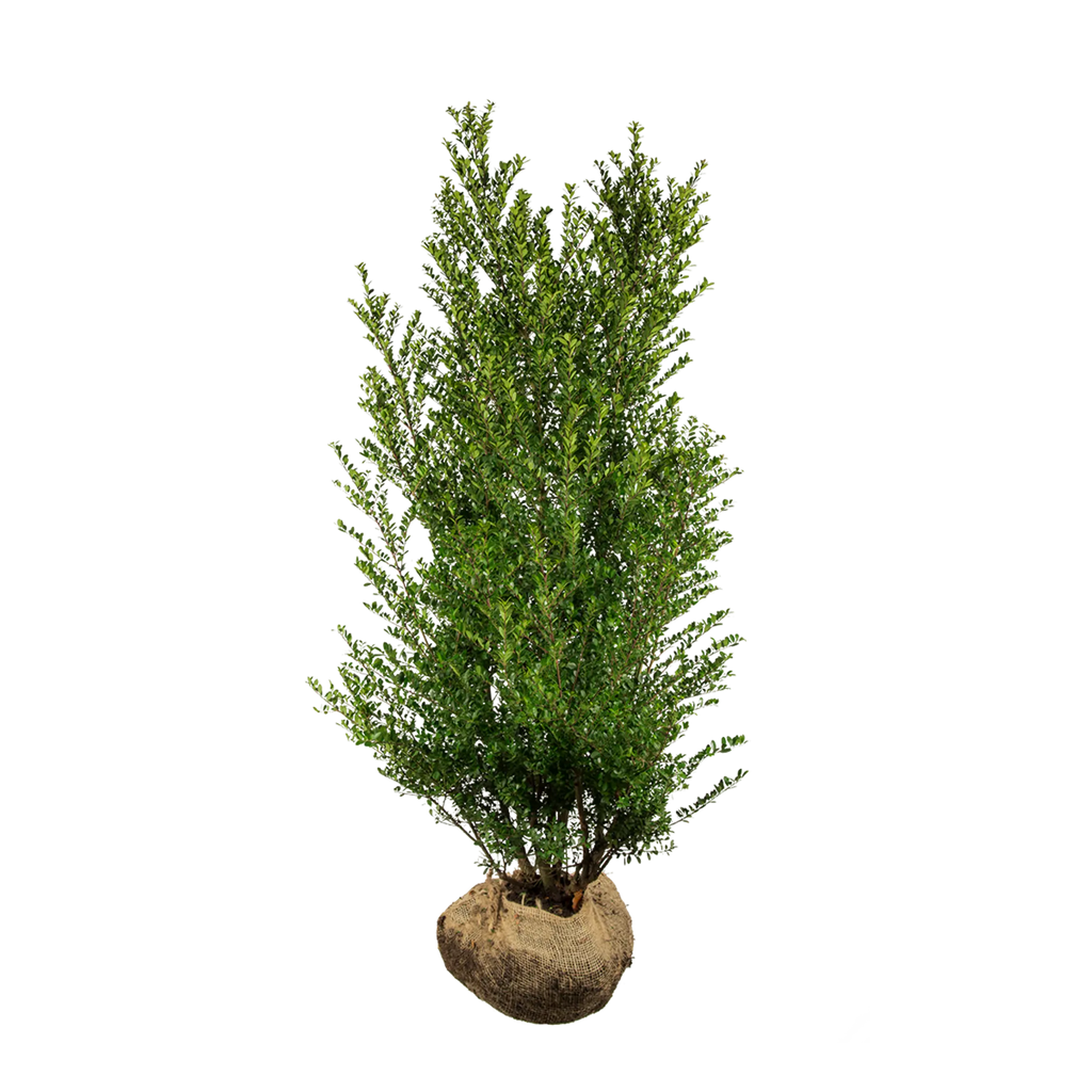 Japanische Stechpalme Dark Green® (Ilex crenata) | 125-150 cm mit  Wurzelballen