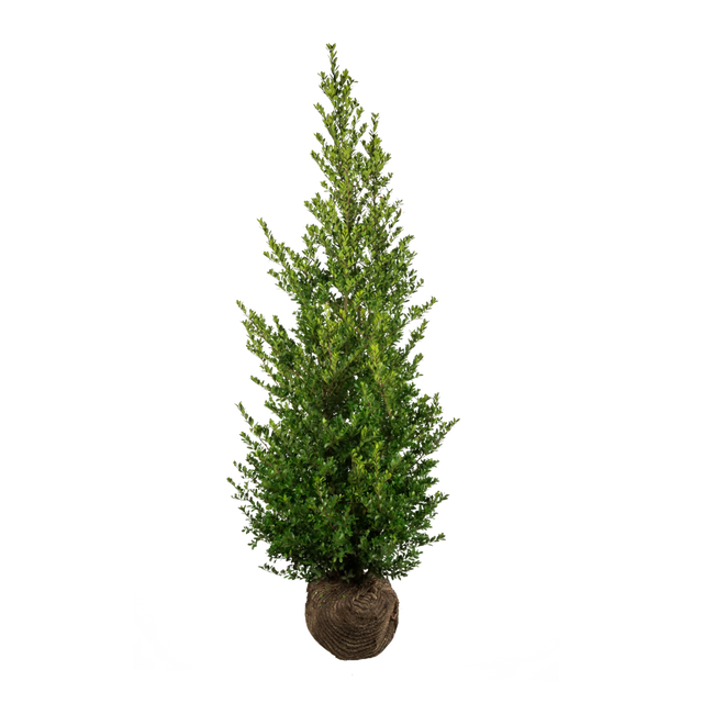 Japanische Stechpalme Dark Green®