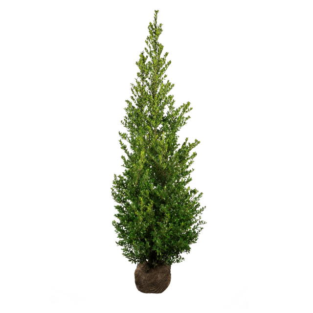 Japanische Stechpalme Dark Green®