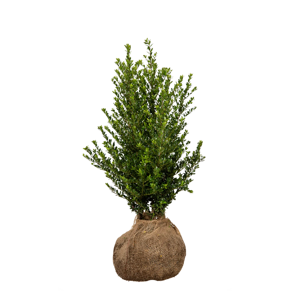 Japanische Stechpalme Dark Green® (Ilex crenata) | 60-80 cm mit  Wurzelballen
