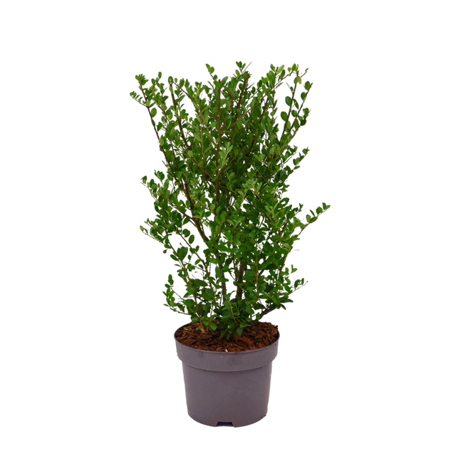 Japanische Stechpalme Dark Green®