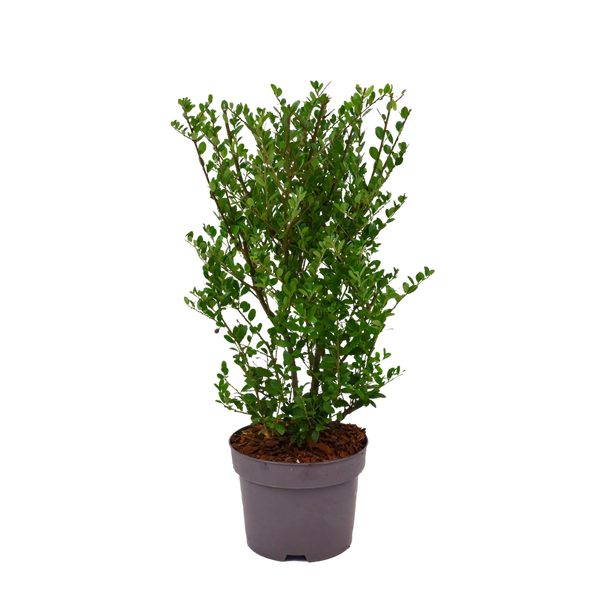 Japanische Stechpalme Dark Green® (Ilex crenata) | 30-40 cm im Topf