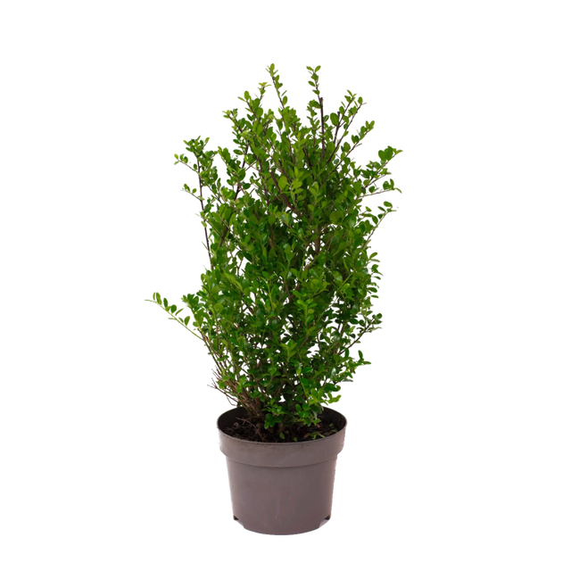 Japanische Stechpalme Dark Green®