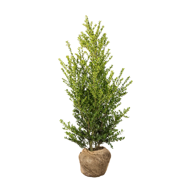 Japanische Stechpalme Green Hedge