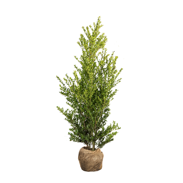 Japanische Stechpalme Green Hedge