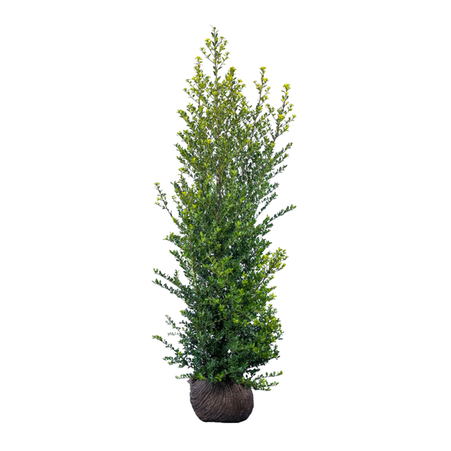 Japanische Stechpalme Green Hedge