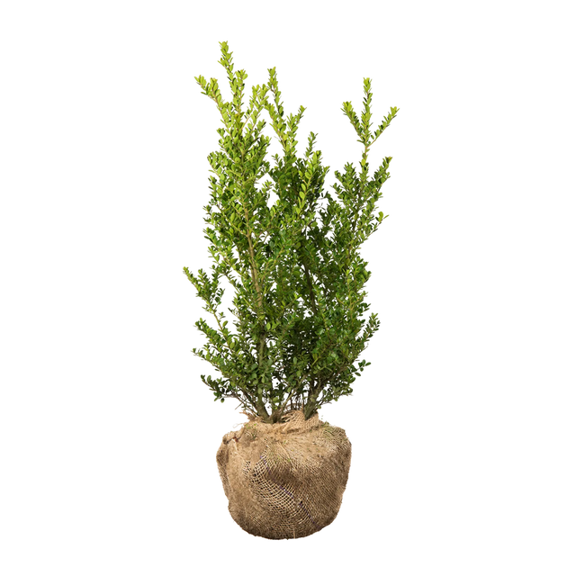 Japanische Stechpalme Green Hedge