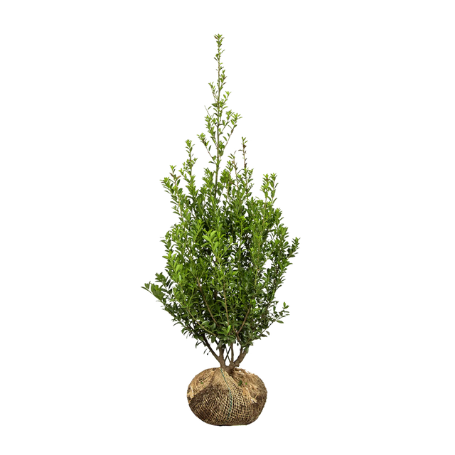 Japanische Stechpalme Kanehirae