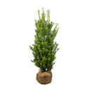 Japanische Stechpalme Kanehirae