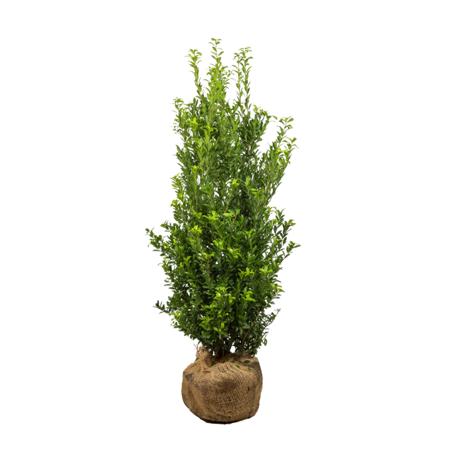 Japanische Stechpalme Kanehirae