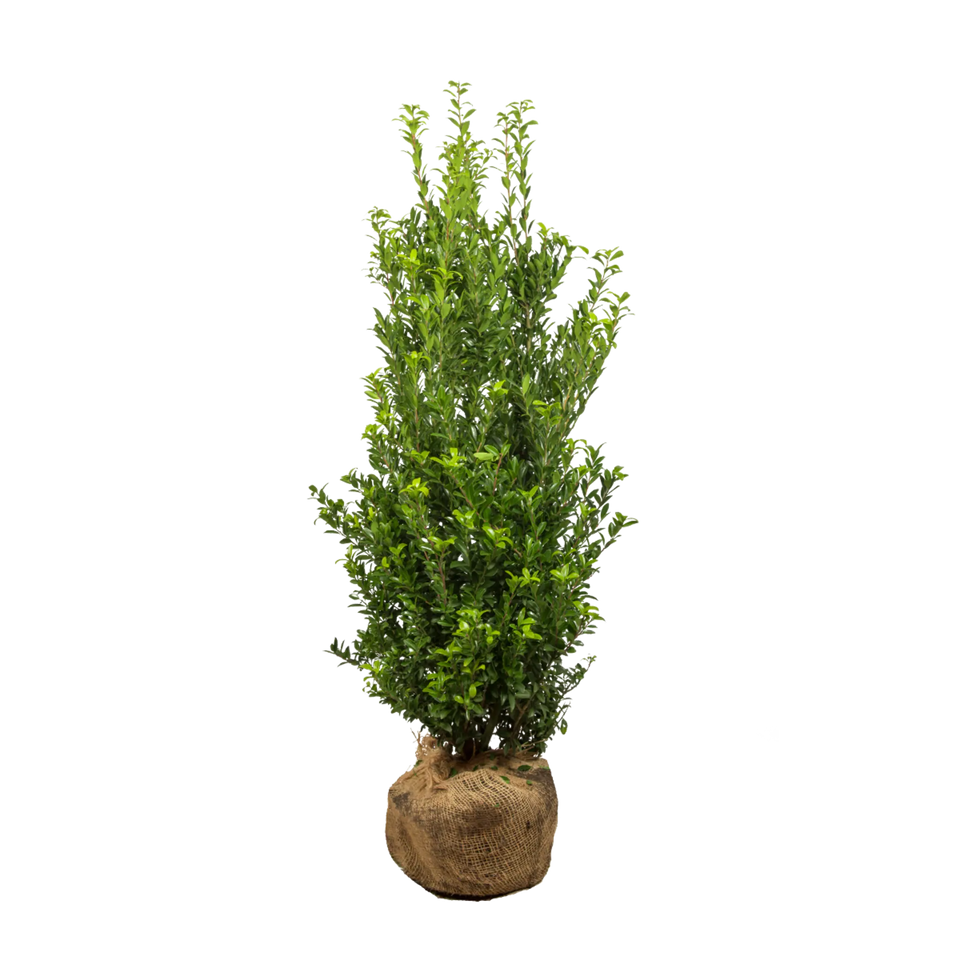 Japanische Stechpalme Kanehirae