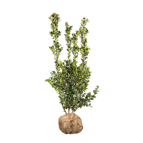 Stechpalme Blue Prince (Ilex x meserveae 'Blue Prince') | 100-125 cm mit  Wurzelballen