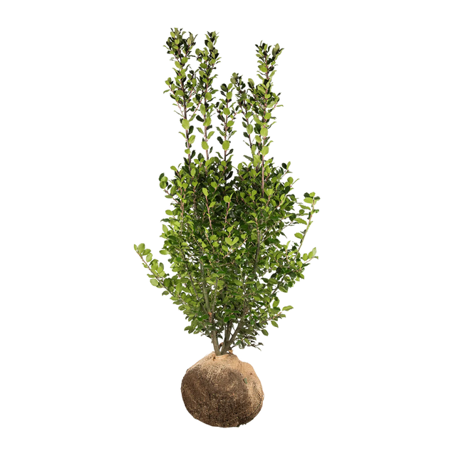 Stechpalme Blue Prince