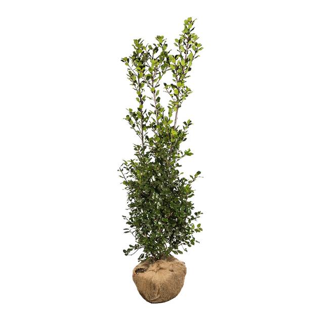 Stechpalme Blue Prince