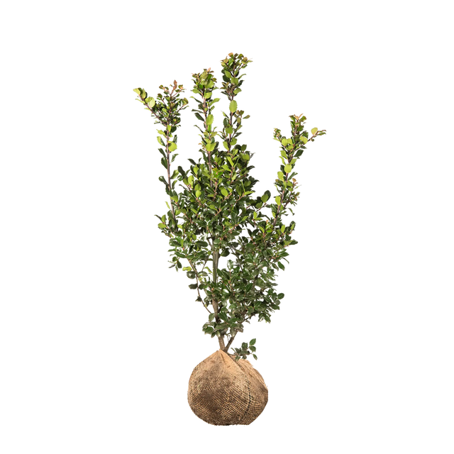 Stechpalme Blue Prince