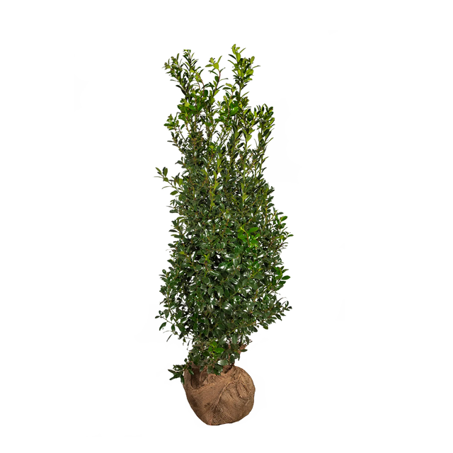 Stechpalme Heckenpracht