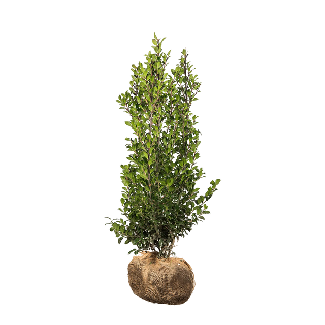 Stechpalme Heckenstar