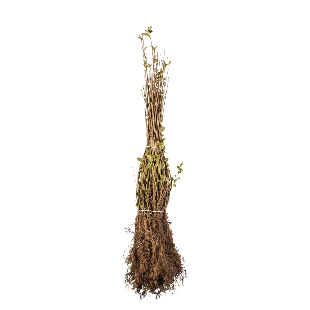 Goldliguster (Ligustrum ovalifolium 'Aureum') | 40-60 cm Wurzelware