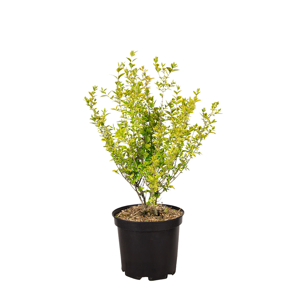 Goldliguster (Ligustrum ovalifolium 'Aureum') | 30-40 cm im Topf