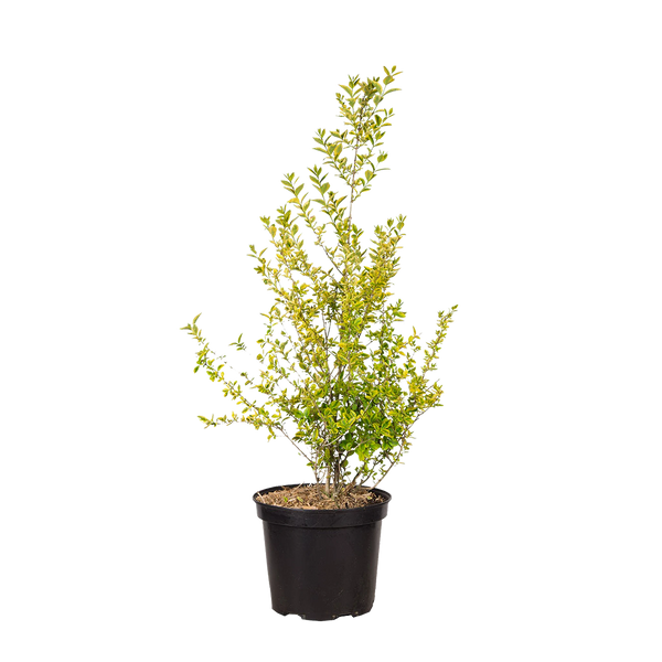Goldliguster (Ligustrum ovalifolium 'Aureum') | 60-80 cm im Topf