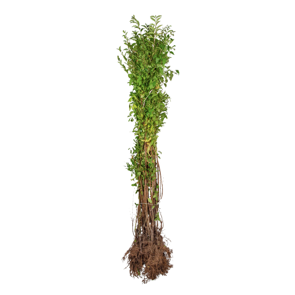 Ovalblättriger Liguster (Ligustrum ovalifolium) | 100-125 cm Wurzelware