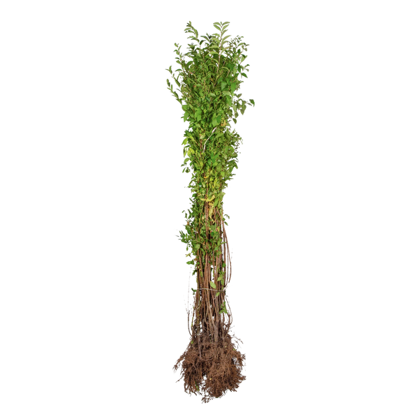 Ovalblättriger Liguster (Ligustrum ovalifolium) | 100-125 cm Wurzelware