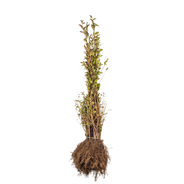 Ovalblättriger Liguster