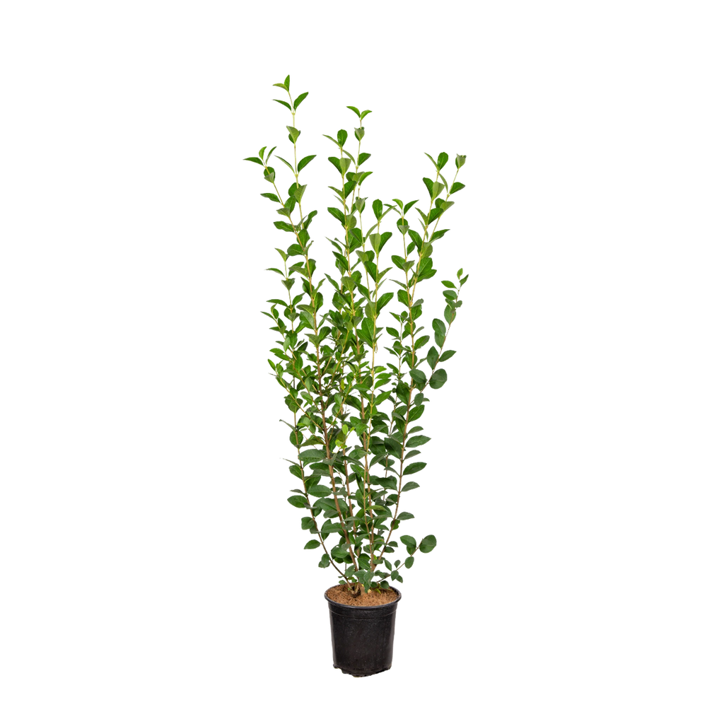 Ovalblättriger Liguster (Ligustrum ovalifolium) | 100-125 cm im Topf