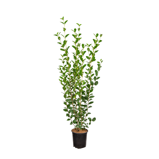 Ovalblättriger Liguster