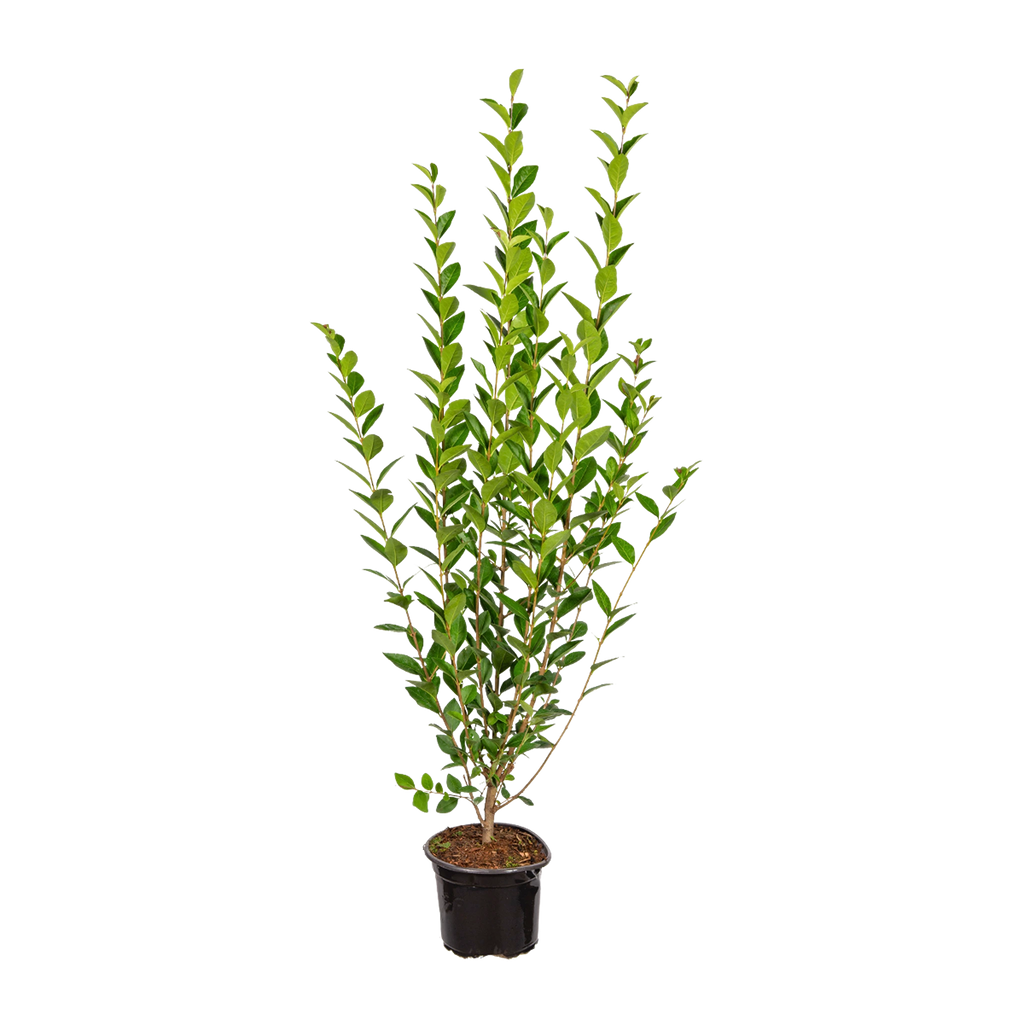Ovalblättriger Liguster (Ligustrum ovalifolium) | 125-150 cm im Topf