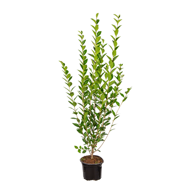 Ovalblättriger Liguster