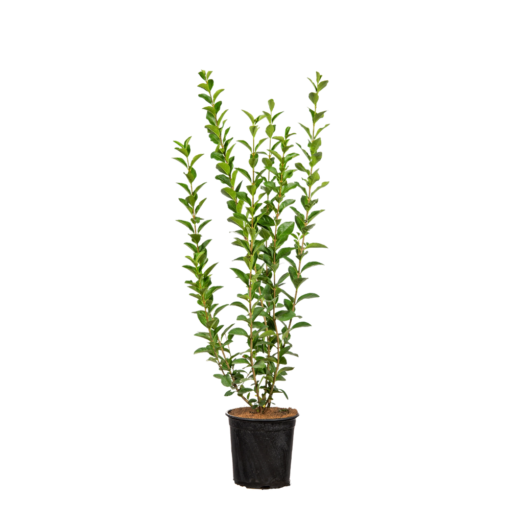Ovalblättriger Liguster (Ligustrum ovalifolium) | 40-60 cm im Topf