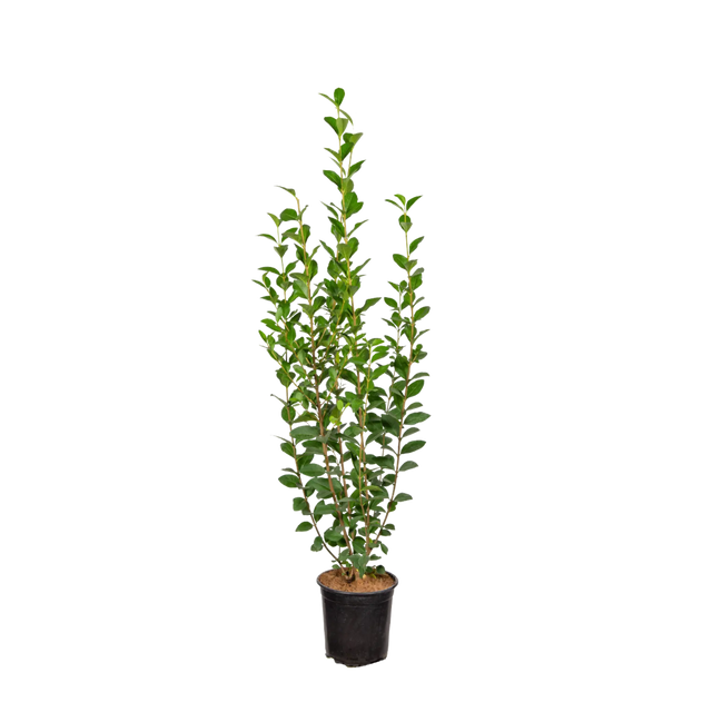 Ovalblättriger Liguster