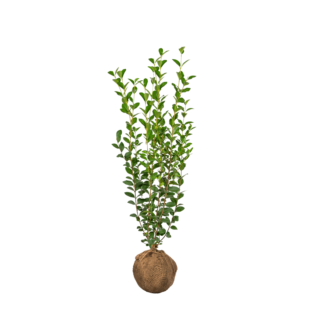 Ovalblättriger Liguster (Ligustrum ovalifolium) | 100-125 mit Wurzelballen 