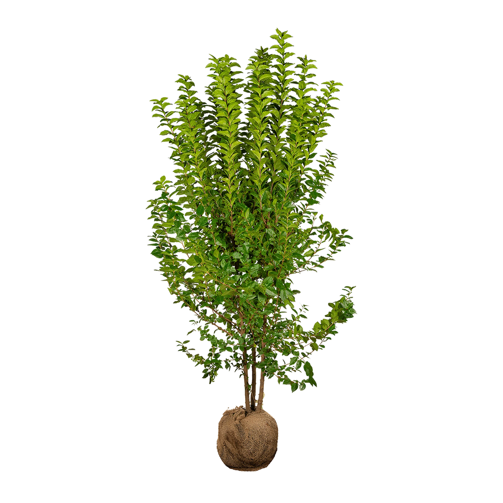 pittieri philodendron Philodendron Pittieri 12cm Houseplant – OH SO Floral main image 1