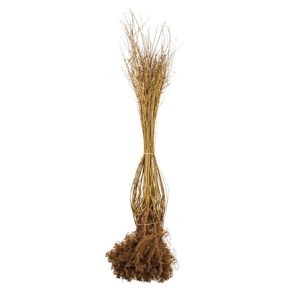Wintergrüner Liguster (Ligustrum vulgare 'Atrovirens') | 100-125 cm  Wurzelware